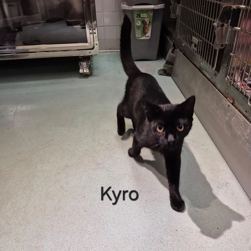 Kyro thumbnail 3