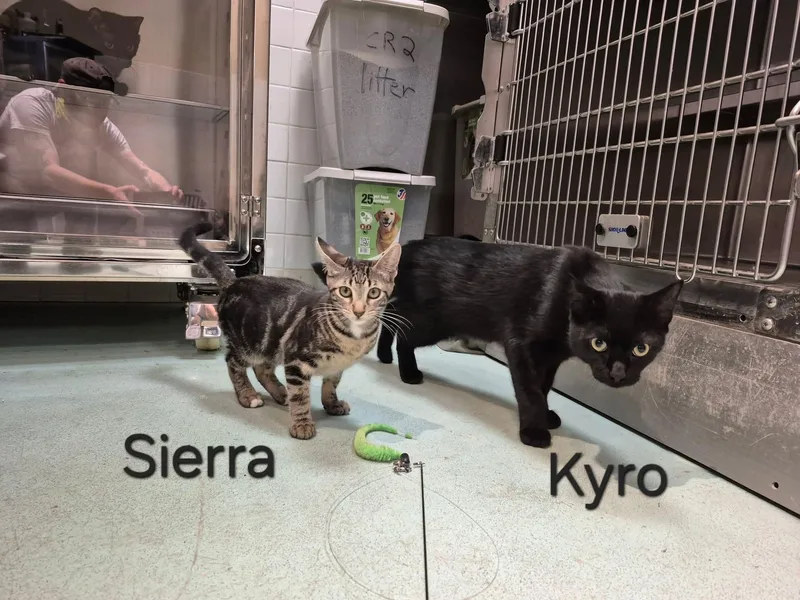 Kyro thumbnail 4