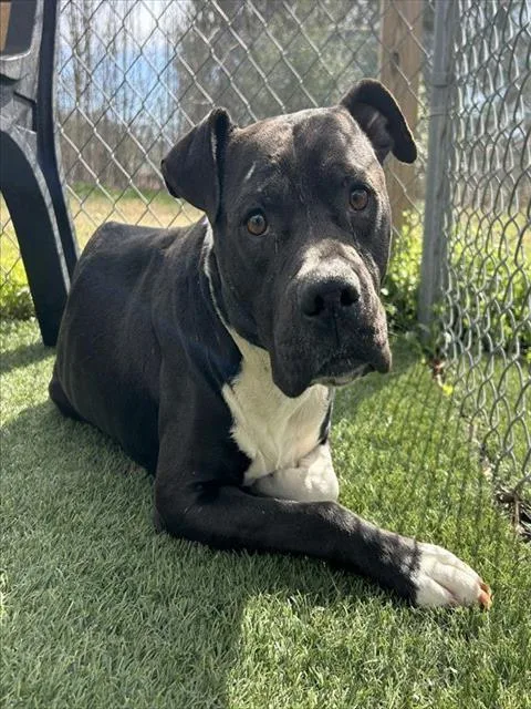 An adult medium-sized male Mixed Breed dog named Bodie for adoption in Columbia, SC