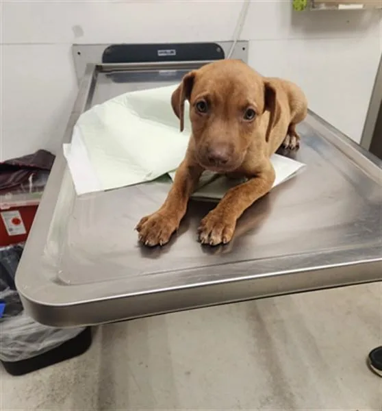 A baby small-sized female Staffordshire Bull Terrier dog named Tulip for adoption in Los Angeles, CA
