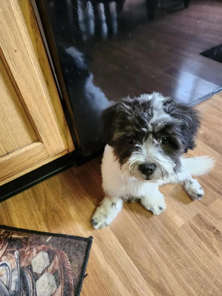 A baby small-sized male Shih Tzu dog named Joshua for adoption in Clinton Township, MI