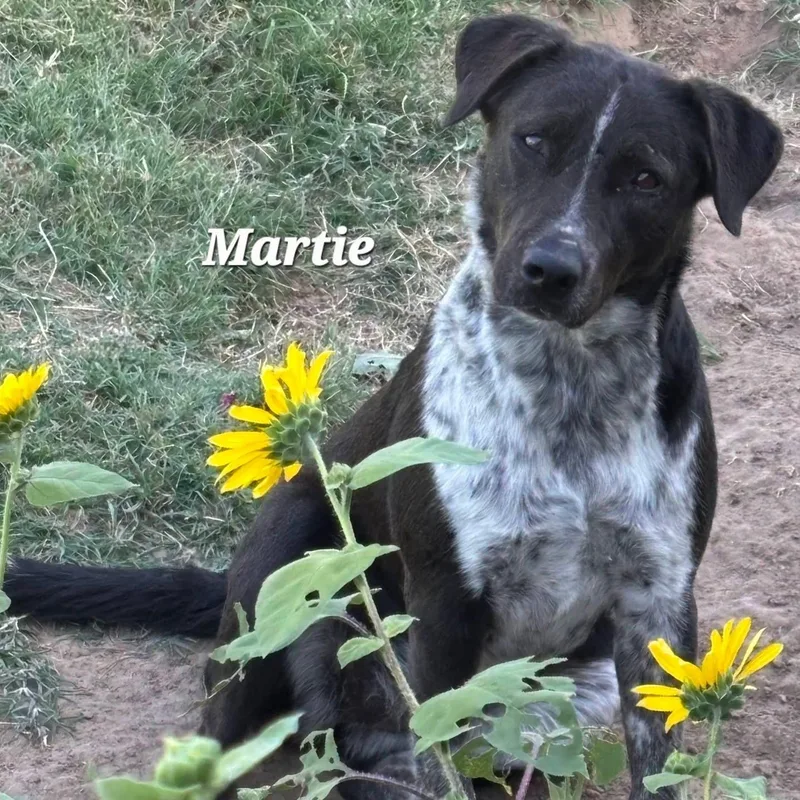 An adult medium-sized female Merle (Blue) Australian Cattle Dog / Blue Heeler dog named Martie for adoption in Mingus, TX