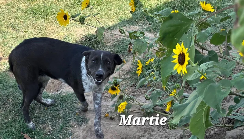 Martie thumbnail 2