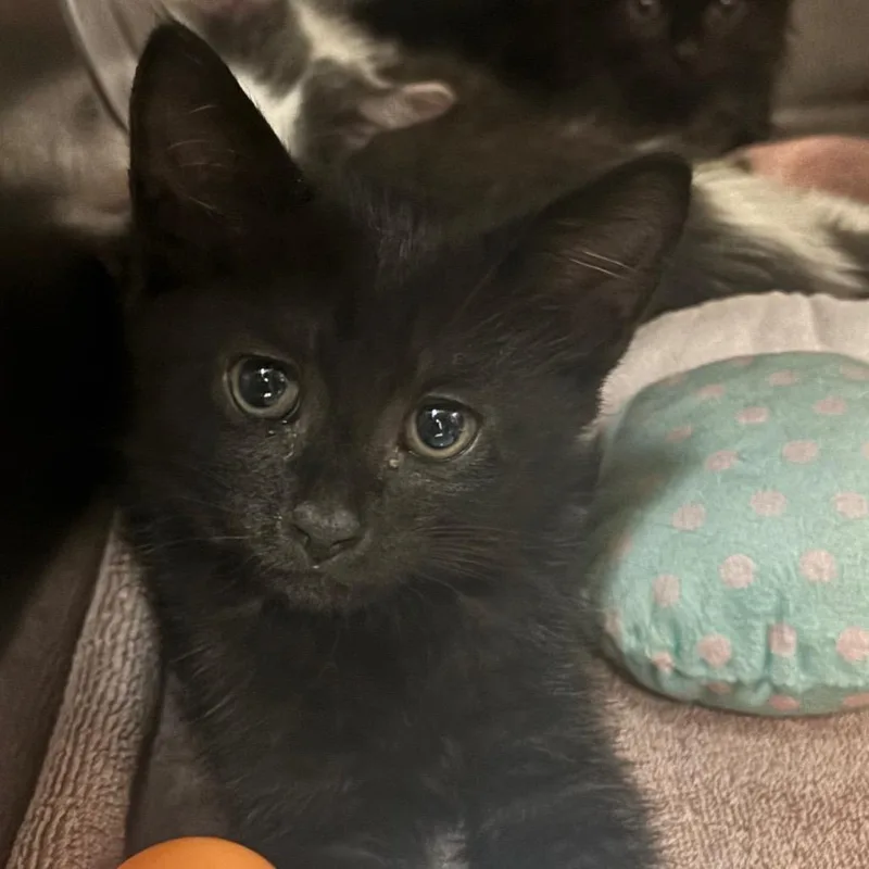 A baby small-sized male Black Domestic Short Hair cat named Skateboard for adoption in Newark, NJ