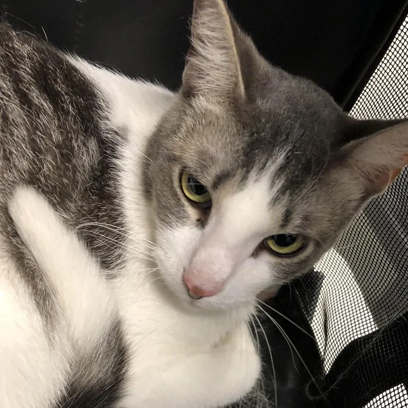 An adult large-sized male Gray / Blue / Silver Domestic Short Hair cat named Max for adoption in Oak Park, IL