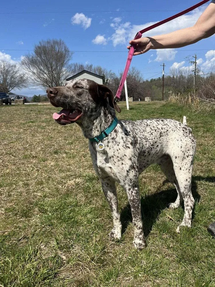 A young medium-sized male Terrier dog named Gunner for adoption in Candler, NC