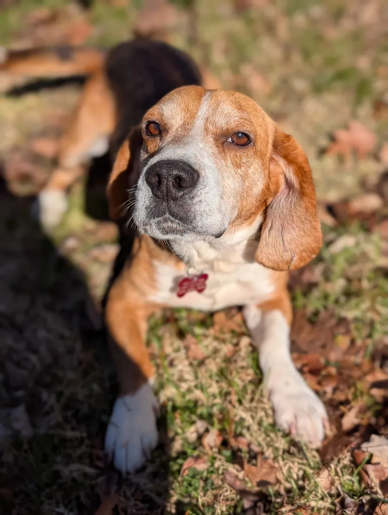 An adult medium-sized male Beagle dog named Starsky for adoption in Succasunna, NJ
