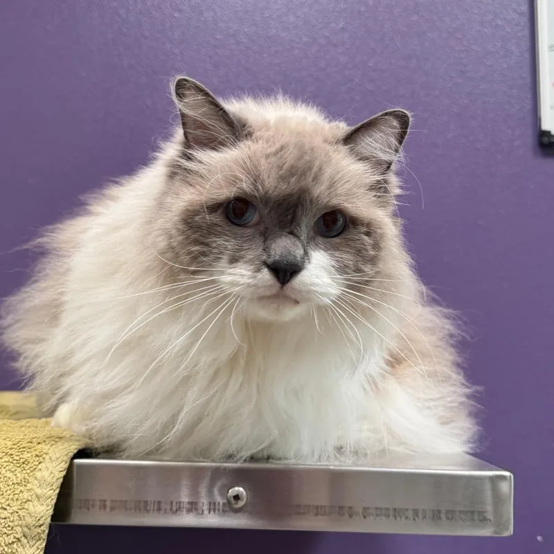 A senior extra large-sized male White Ragdoll cat named Cooper for adoption in Englewood, FL