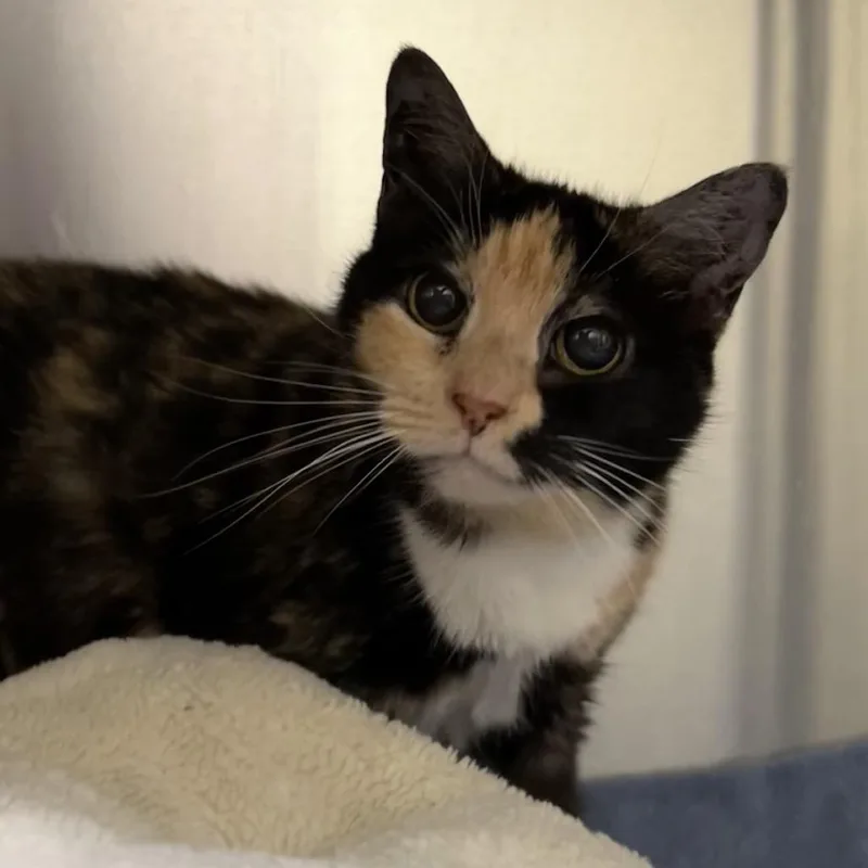 A senior medium-sized female Tortoiseshell Domestic Short Hair cat named Aria for adoption in Lynchburg, VA