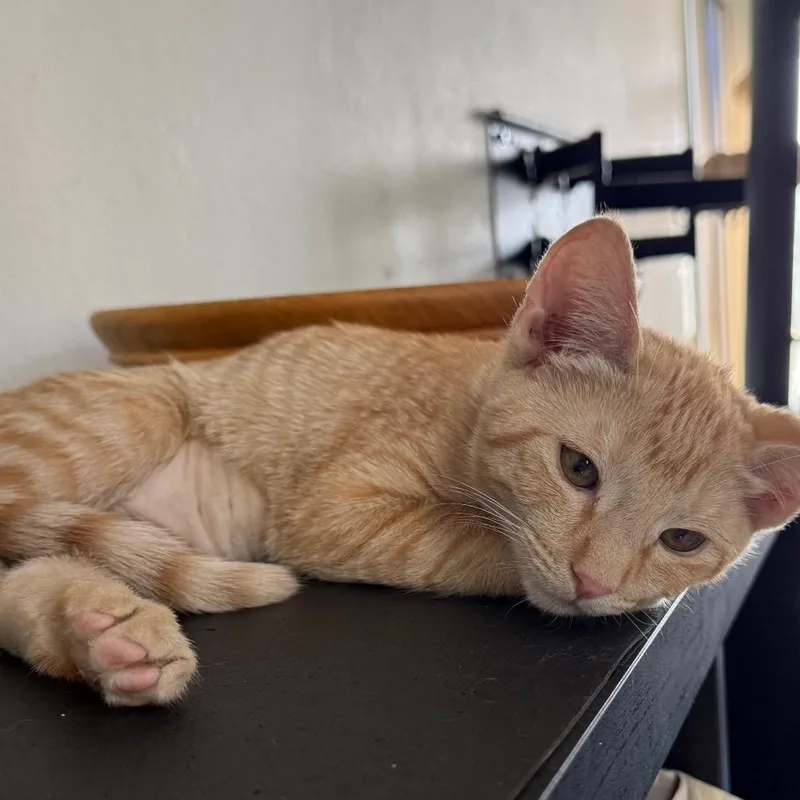 A baby small-sized female Orange / Red Domestic Short Hair cat named Moria City Of for adoption in Chino Hills, CA