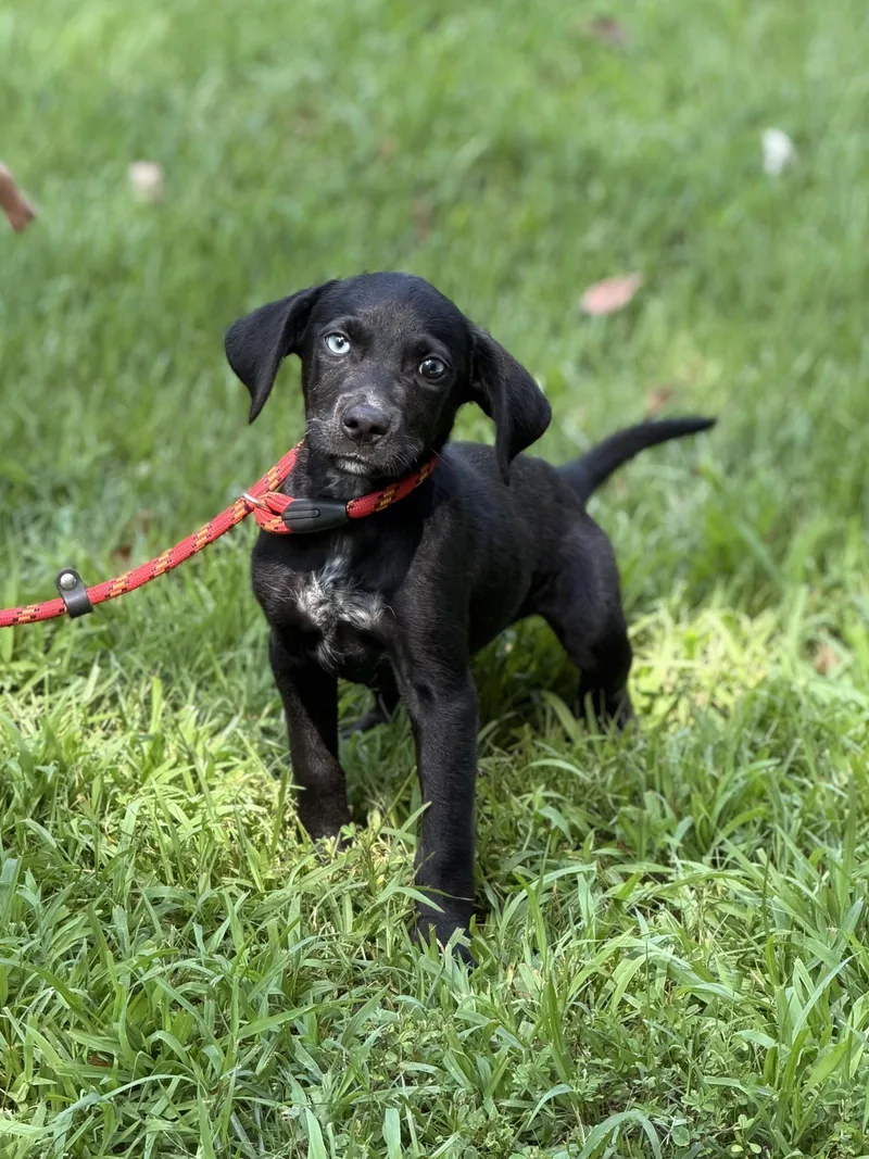 A baby small-sized female Hound dog named Cheeto for adoption in Locust Fork, AL