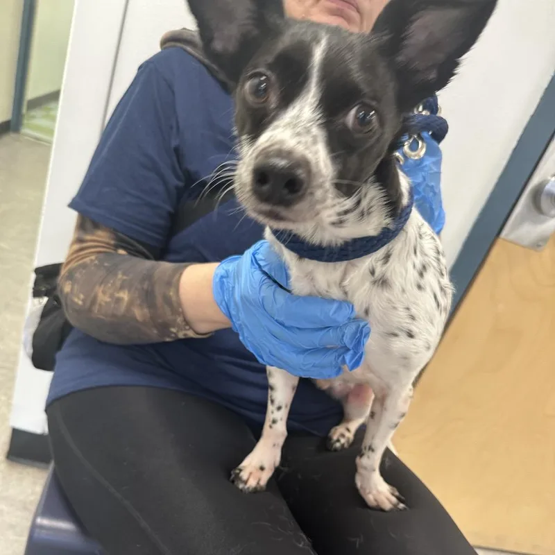 An adult small-sized male Black Mixed Breed dog named Oscar for adoption in Philadelphia, PA
