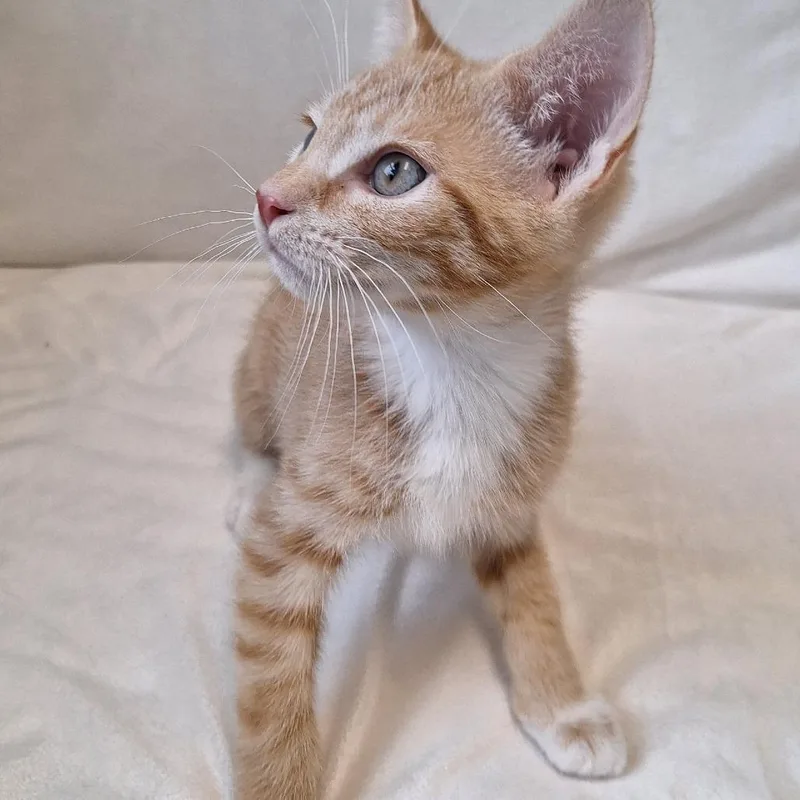 A baby small-sized male Orange / Red Domestic Short Hair cat named Tornado for adoption in Attica, NY