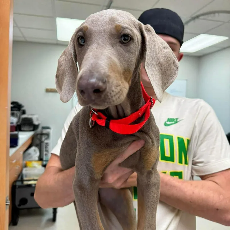 A baby large-sized male Gray / Blue / Silver Doberman Pinscher dog named Copper for adoption in Wichita, KS