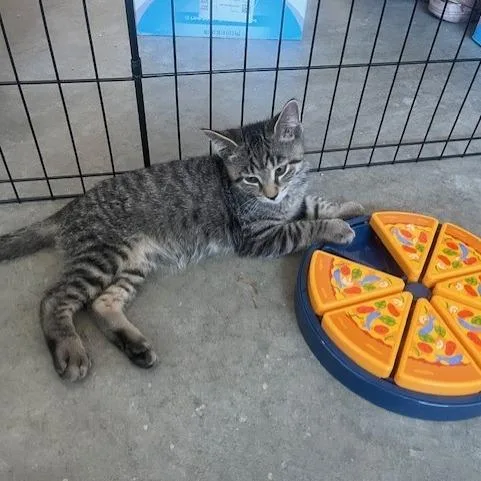 A baby small-sized male Domestic Short Hair cat named Stormy for adoption in Melbourne, KY