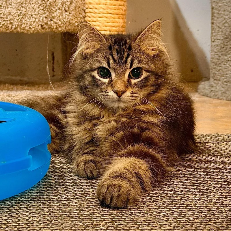 A baby small-sized male Tabby (Brown / Chocolate) Domestic Short Hair cat named Kendall & Rory for adoption in Waltham, MA