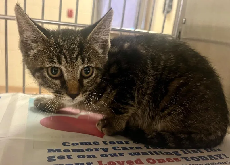 A baby medium-sized male Domestic Medium Hair cat named Cupcake for adoption in Nacogdoches, TX