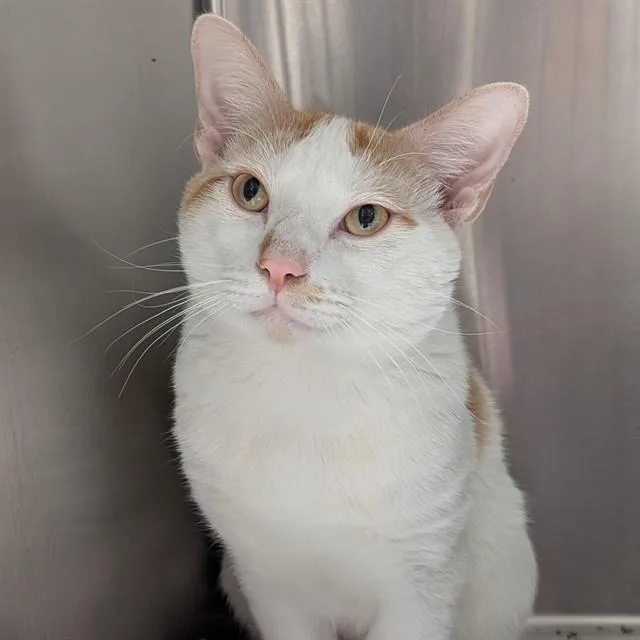 A young small-sized male Domestic Short Hair cat named Pops for adoption in Olivette, MO