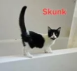 Skunk