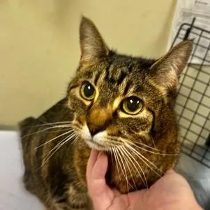 An adult large-sized female Domestic Short Hair cat named Sammy for adoption in Burlington, WA