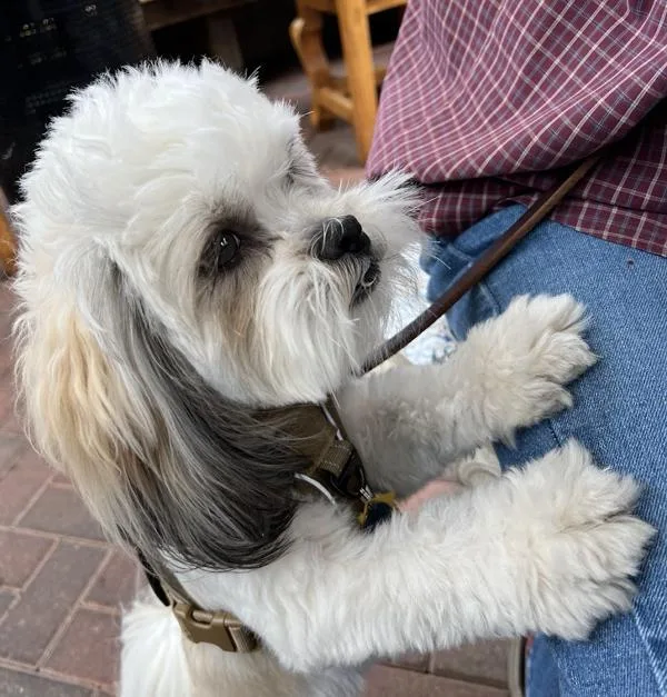 An adult small-sized male Lhasa Apso dog named Oreo for adoption in Escondido, CA
