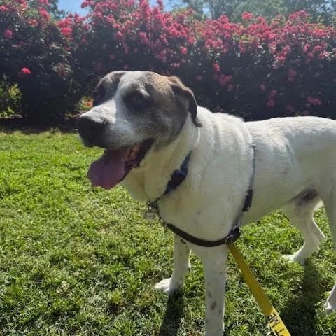 A senior large-sized male Brown / Chocolate Saint Bernard dog named Buddy Bryson for adoption in Falls Church, VA