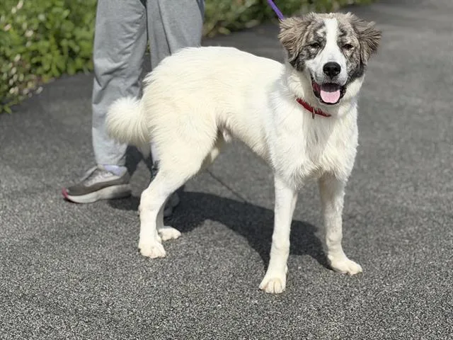 A young large-sized male Great Pyrenees dog named Badger for adoption in Canfield, OH