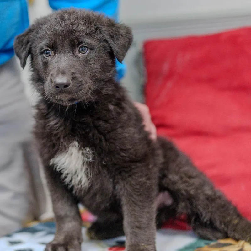 Sargent Pepper thumbnail 4