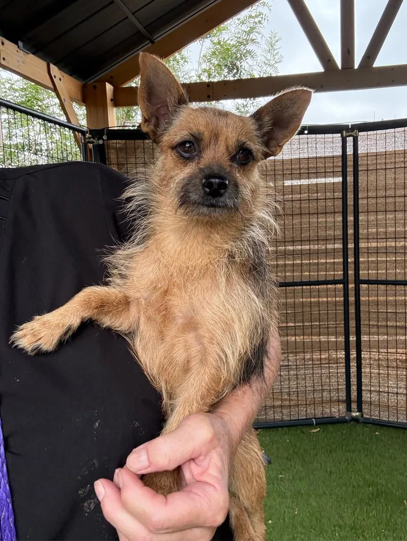 An adult small-sized female Yorkshire Terrier dog named Lark for adoption in Temecula, CA