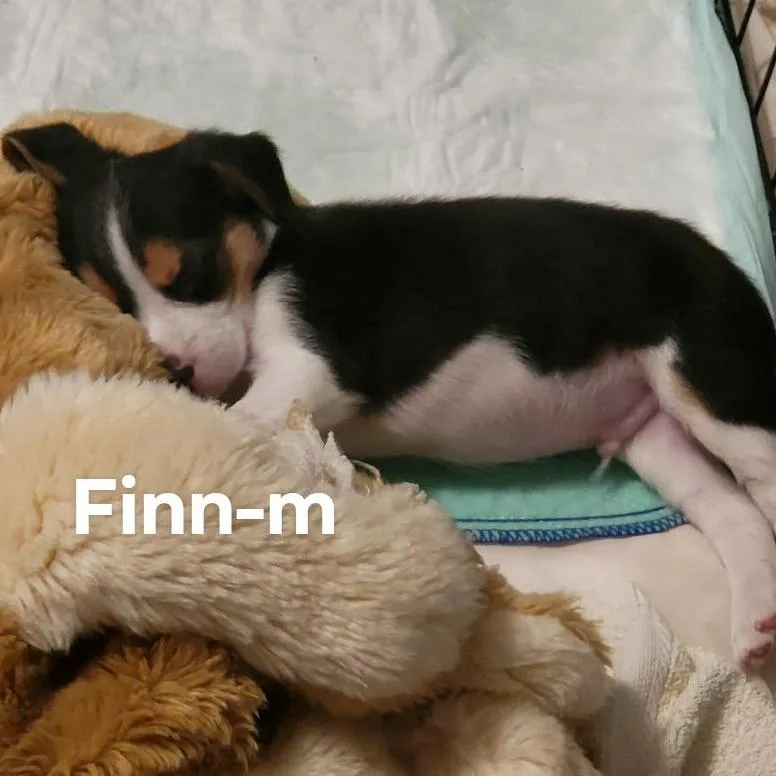 A baby small-sized male Black Beagle dog named Finn for adoption in Seminole, FL