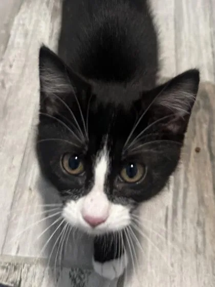 A baby medium-sized female Domestic Short Hair cat named Yoda Bean for adoption in Picayune, MS