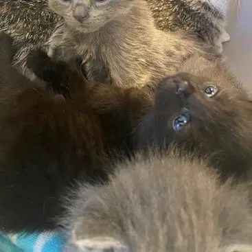 A baby small-sized male Black Domestic Short Hair cat named Peppo for adoption in West Palm Beach, FL