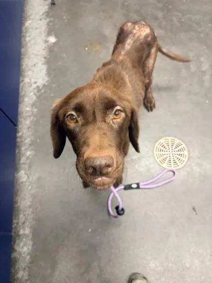 An adult large-sized female Labrador Retriever dog named B Jade for adoption in North Charleston, SC