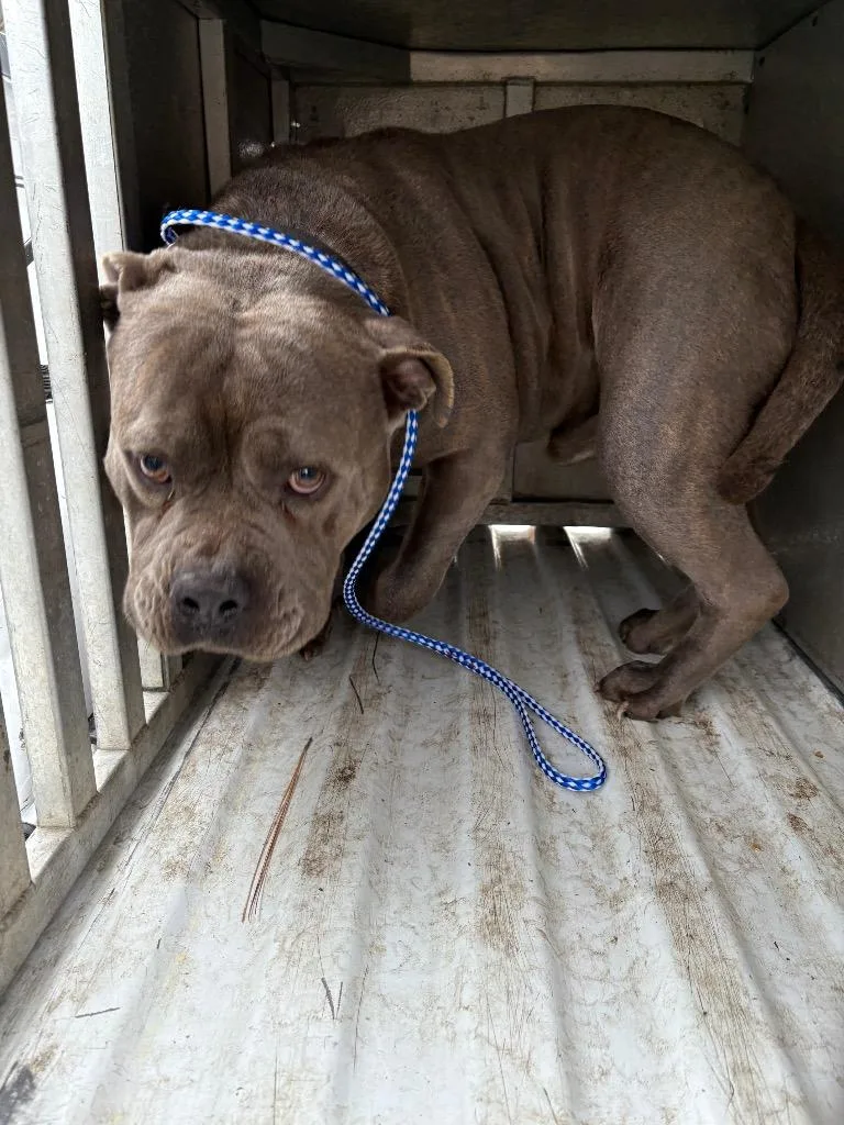 A young medium-sized male Mixed Breed dog named Grey for adoption in Effingham, SC