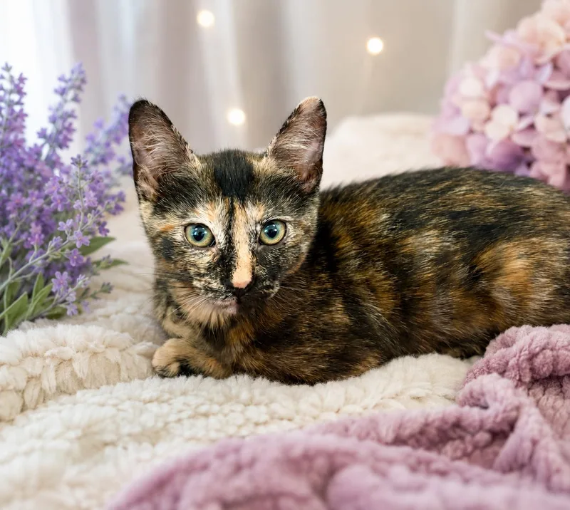A baby medium-sized female Tortoiseshell cat named Wren for adoption in Gilroy, CA