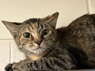 A young small-sized female Domestic Short Hair cat named Ophelia for adoption in Golden Valley, MN