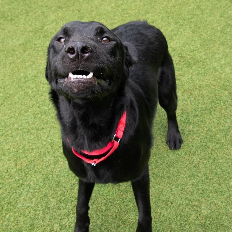 A young medium-sized male Black Labrador Retriever dog named Reynolds for adoption in Parkersburg, WV
