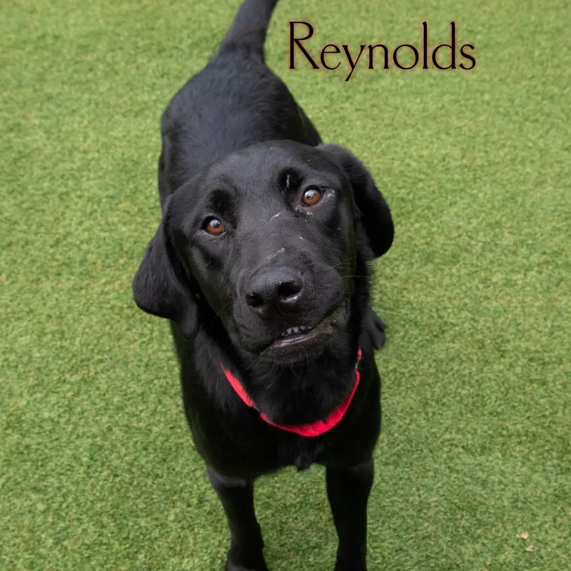 Reynolds thumbnail 4