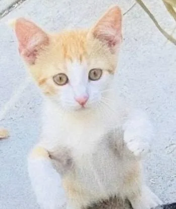 A baby large-sized male Domestic Short Hair cat named Tigger for adoption in HUNTINGTON BEACH, CA