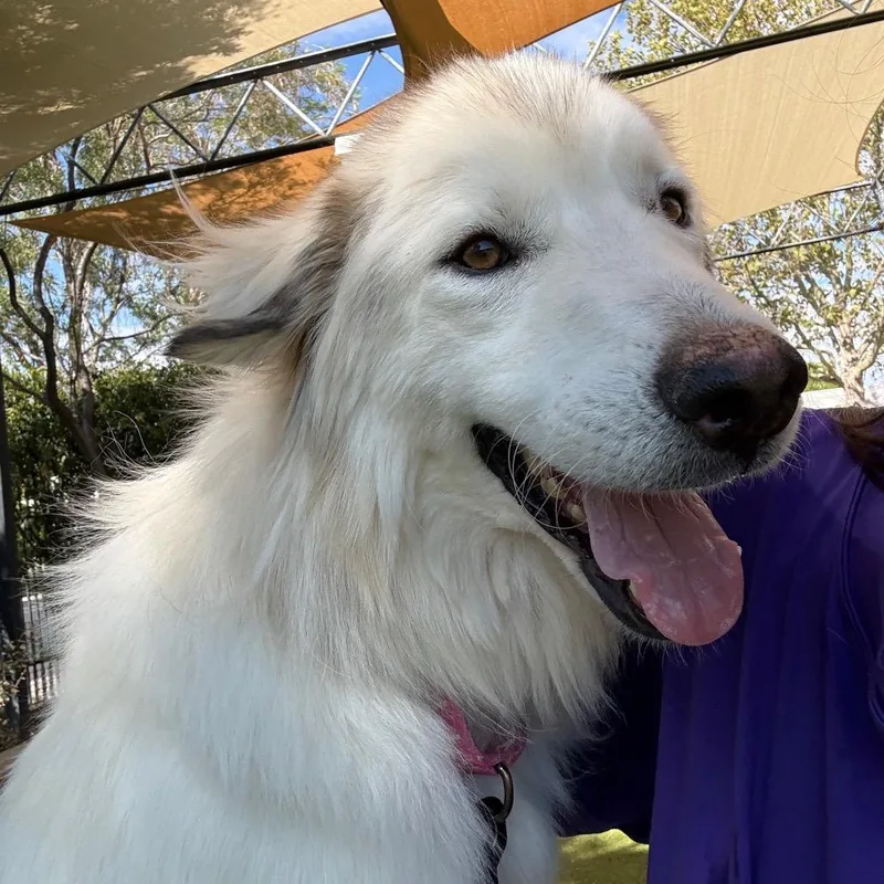 An adult large-sized male Great Pyrenees dog named Charlie for adoption in Albuquerque, NM