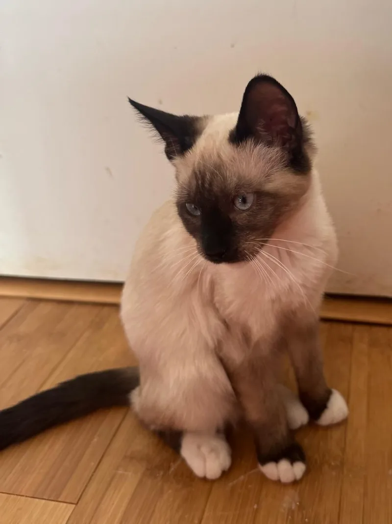 A young small-sized female Buff / Tan / Fawn Snowshoe cat named Olivia for adoption in Temecula, CA