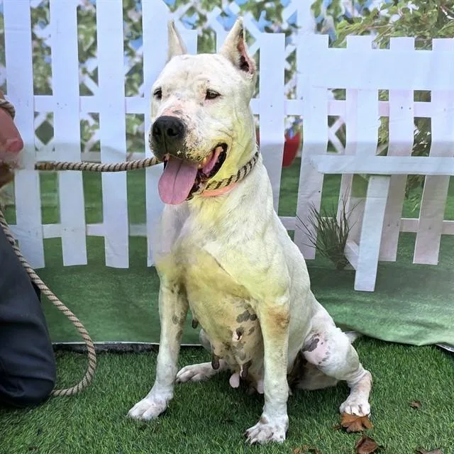 An adult large-sized female Dogo Argentino dog named Cania for adoption in Long Beach, CA