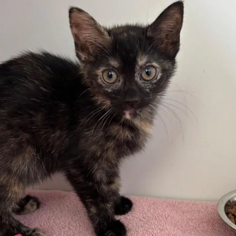 A baby small-sized female Tortoiseshell Domestic Short Hair cat named Butterball for adoption in Naperville, IL