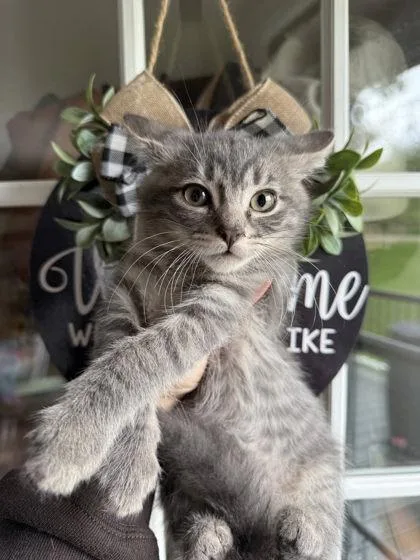 An adult small-sized male Domestic Short Hair cat named Rafe for adoption in Berwick, PA