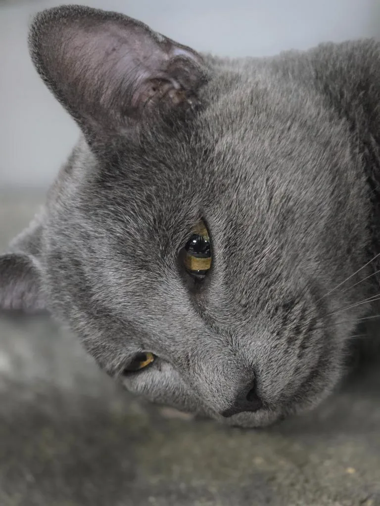 A young medium-sized male Domestic Short Hair cat named Dusty for adoption in Huntington, IN