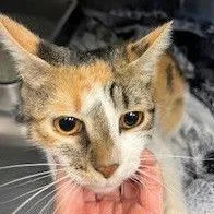 Lucky Charms thumbnail 2