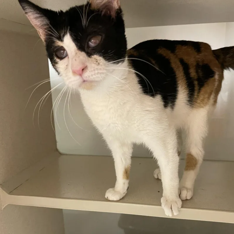 An adult medium-sized female Domestic Short Hair cat named Tabitha Girl for adoption in Cumming, GA
