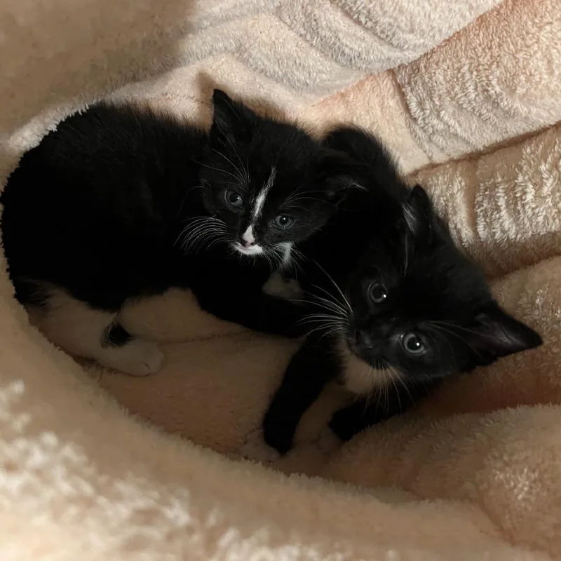 A baby small-sized male Black Domestic Short Hair cat named Sip for adoption in Westhampton, NY