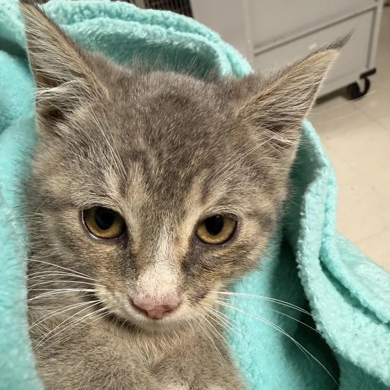 A baby small-sized male Gray / Blue / Silver Domestic Short Hair cat named Punky Brewsterc for adoption in East Saint Louis, IL