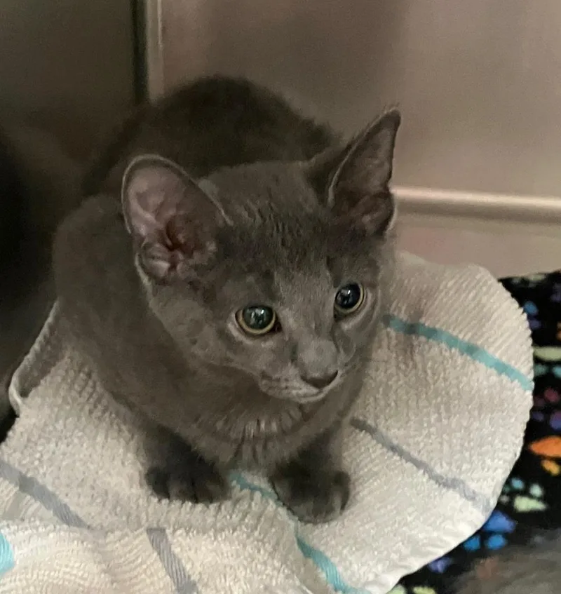 A baby small-sized male Russian Blue cat named Eenie for adoption in Lunenburg, MA